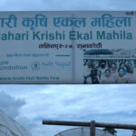 ‘छहारी’मा एकल महिलाको श्रम र पसिना : बजार नपाउँदा सँधैभरी चिन्ता