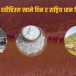 आज राष्ट्रिय धान दिवस र दही चिउरा खाने पर्व
