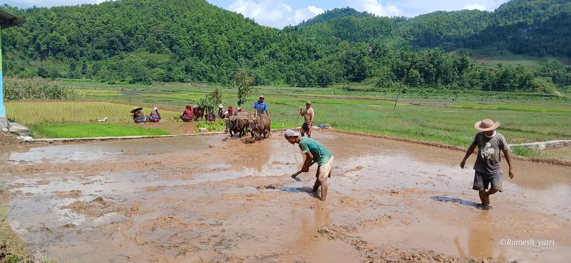 देशैभर करीब ४२ प्रतिशत धान रोपाइँ सम्पन्न