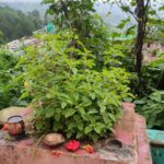 आज हरिशयनी एकादशी, तुलसीको बिरुवा सारिँदै